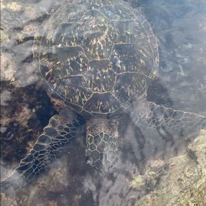 Meet your Posher, Tannor